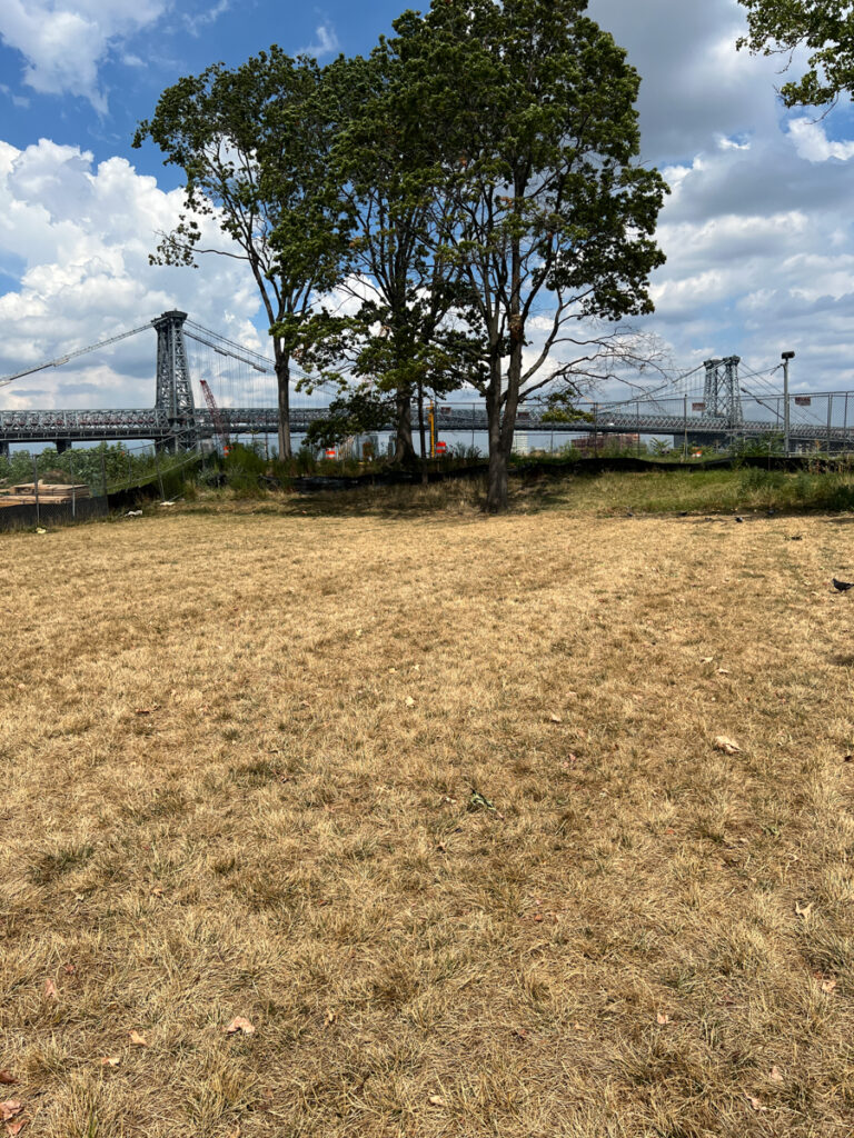 Passive lawn, brown dry and sunny in East River Park's southern section, the only park space there is any more.