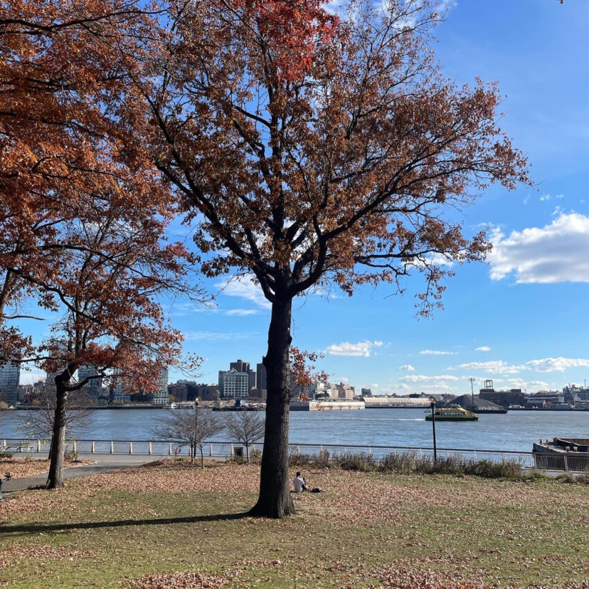 Magnificent pin oak in East River Park before it was cut down.