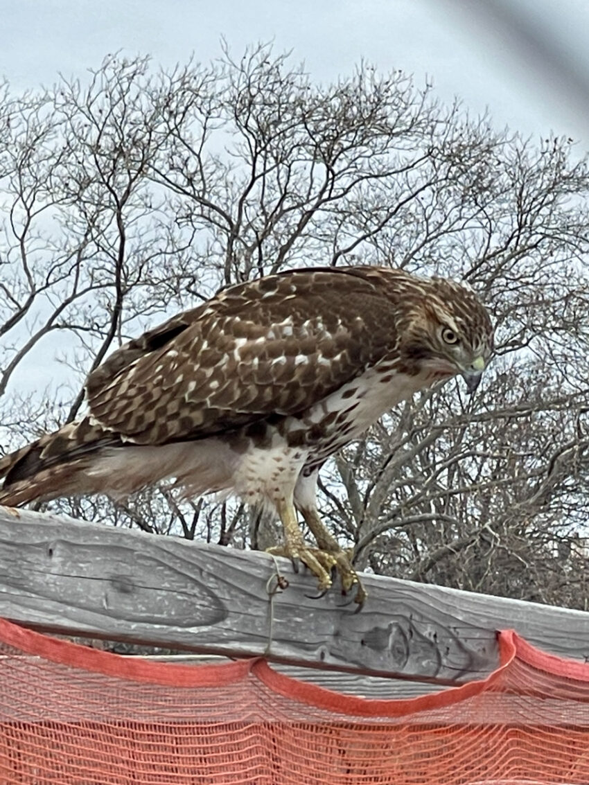 Juvenile hawk on construction materials, East River Park. Marcella Durand